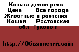 Котята девон рекс › Цена ­ 1 - Все города Животные и растения » Кошки   . Ростовская обл.,Гуково г.